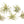 Tillandsia Harrisii Air Plants