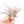 Tillandsia Harrisii Air Plants