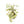 Tillandsia Streptophylla Air Plants  - Multiple Sizes