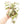 Tillandsia Streptophylla Air Plants  - Multiple Sizes