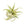 Tillandsia Streptophylla Air Plants  - Multiple Sizes