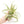 Tillandsia Streptophylla Air Plants  - Multiple Sizes