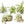 Tillandsia Streptophylla Air Plants  - Multiple Sizes