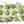 Tillandsia Streptophylla Air Plants  - Multiple Sizes