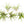 Tillandsia Velutina Air Plants