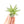Tillandsia Velutina Air Plants
