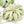 Small Tillandsia Xerographica / 4 -5 Inches Wide