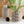 Triple BUBBLES Planter