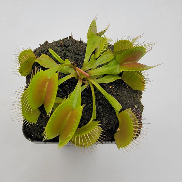 Venus flytrap (Dionaea muscipula) 'B52'