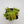 Venus flytrap (Dionaea muscipula) 'B52'
