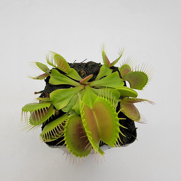 Venus flytrap (Dionaea muscipula) 'B52'