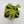 Venus flytrap (Dionaea muscipula) 'B52'