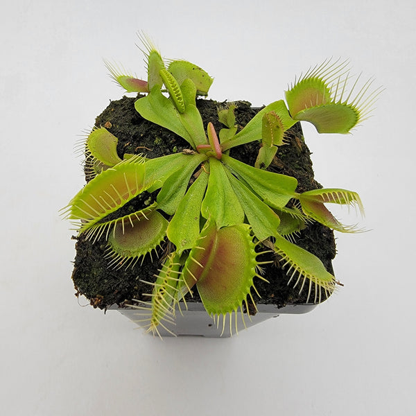 Venus flytrap (Dionaea muscipula) 'B52'