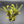 Venus flytrap (Dionaea muscipula) 'B52' x 'DC-XL'