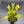 Venus flytrap (Dionaea muscipula) 'Big Mouth' x 'B52'