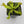 Venus flytrap (Dionaea muscipula) 'Double Trouble'