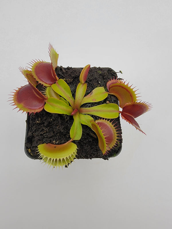 Venus flytrap (Dionaea muscipula) 'FTS Flaming Lips'