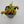 Venus flytrap (Dionaea muscipula) 'FTS Flaming Lips'