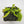 Venus flytrap (Dionaea muscipula) GJ Umgekrempelt
