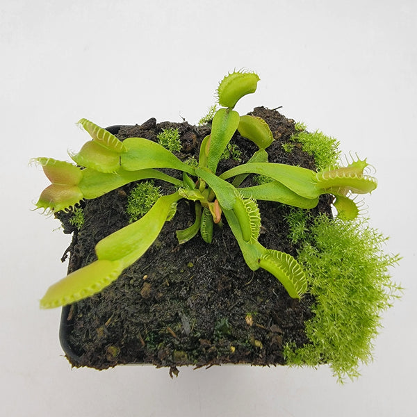 Venus flytrap (Dionaea muscipula) GJ Umgekrempelt