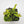 Venus flytrap (Dionaea muscipula) GJ Umgekrempelt