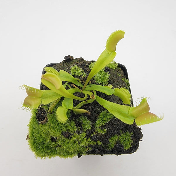 Venus flytrap (Dionaea muscipula) GJ Umgekrempelt