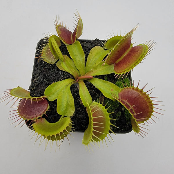 Venus flytrap (Dionaea muscipula)  'Low Giant' x 'Jaws smiley'