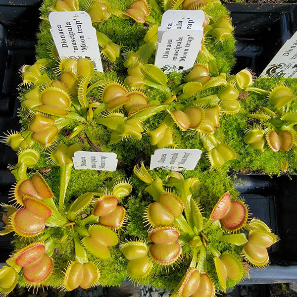 Venus flytrap (Dionaea muscipula) 'Moon trap'
