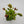 Venus flytrap (Dionaea muscipula)  