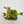 Venus flytrap (Dionaea muscipula)  