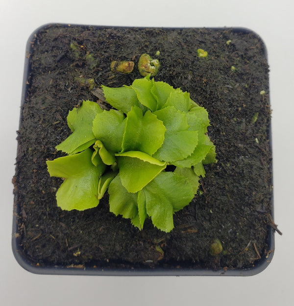 Venus flytrap (Dionaea muscipula) "GJ Rose"