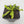 Venus flytrap (Dionaea muscipula) 'Triton'