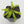Venus flytrap (Dionaea muscipula) 'Triton'