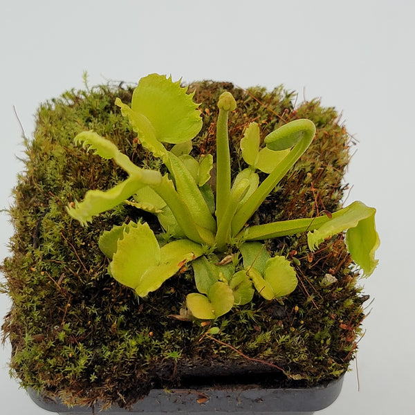 Venus flytrap (Dionaea muscipula) 'Werewolf'