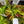 Venus flytrap (Dionaea muscipula) 'Guava Sawtooth'