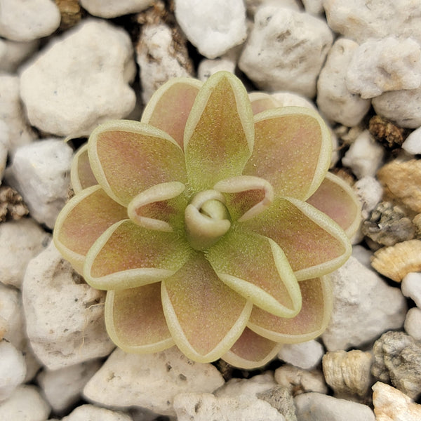 Pinguicula "Yucca Do 1717"