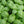 Basil - Italian Large Leaf
