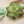 Big Pop Succulent® - Olive Green