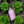 Bio Fungicide - Arber