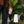 Bio Fungicide - Arber