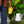 Bio Insecticide - Arber