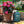 Bio Protectant - Arber