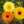 Calendula - Pacific Beauty