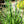 Chives - Onion