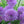 Chives - Onion
