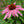 Echinacea Purpurea