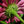 Echinacea Purpurea