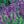 Lavender - English
