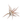 Tillandsia Harrisii Air Plants
