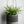 Hanging Sakura Planter